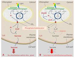 Maybe you would like to learn more about one of these? Sucrose Or Starch Encyclopedia Of The Environment