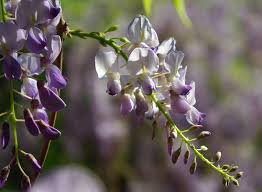 It is typically found in moist thickets, swampy woods. Texas Purple Japanese Wisteria Magdalena Jonak Flickr
