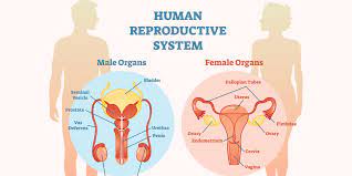 These cookies are necessary for the website to function and cannot be switched off in our systems. Reproductive Health