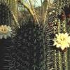 Organ pipe cactus national monument is a national park in arizona. Https Encrypted Tbn0 Gstatic Com Images Q Tbn And9gcry2ru8 Wlmdbyu3hjcrdigrrx8i3ejvbdbzegagl4zm5nhui3c Usqp Cau