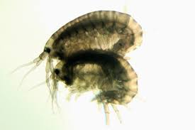 Image result for Pyrethroid