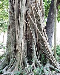 Image result for Ficus conraui