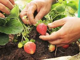 Bit.ly/2spzq2c lagu paud bertema pohon buah ada mangga durian, nangka adalah pohon buah yang tinggi. Agro Strawberry Farm Picture Of Bagus Agro Pelaga Plaga Tripadvisor