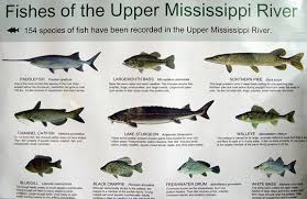 mississipi fauna google search lake sturgeon fish