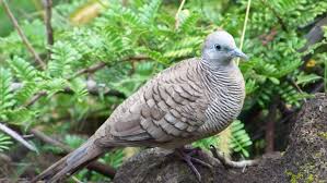 Untuk persilangan antara burung derkuku dan puter yang pertama akan menghasilkan anakan yang disebut dnegan cuhu. 7 Ciri Burung Perkutut Bagus Dan Jenisnya Rumah Com