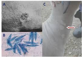 Ela danifica a pele e concentra o pigmento natural da pele conhecido como melanina. Problemas De Pele No Rebanho Pode Ser Dermatofitose Milkpoint