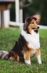 Lovely Dogs Rough Collie Collie Dog