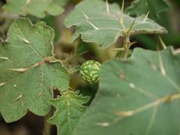 Image result for Solanum viarum