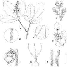 Image result for Flabellariopsis acuminata