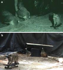 The daily rhythm of light and dark apart from owls, our other nocturnal songsters, corncrakes, nightjars and nightingales are all migratory birds with a short and well defined song period during the spring and summer months. The Difference Between Night And Day Antipredator Behavior In Birds Springerlink