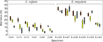 A notable exception will be the great white. Reliable Quantification Of Bite Force Performance Requires Use Of Appropriate Biting Substrate And Standardization Of Bite Out Lever Journal Of Experimental Biology