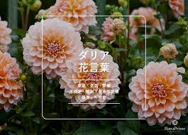 HanaPrime（ハナプライム）