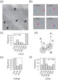 An animal cell is capable of all of the following except. Polar Pattern Formation Induced By Contact Following Locomotion In A Multicellular System Elife