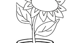 Sketsa gambar bunga matahari dalam pot kata kata bijak. Gambar Bunga Matahari Untuk Mewarnai Anak Tk
