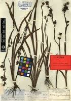 Image result for Aristea angolensis