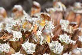 Image result for Lepidagathis lanatoglabra