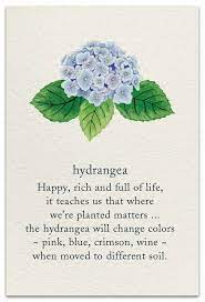 My Mum Grew Beautiful Big Hydrangea Flowers During My Childhood Years I Grow Them From Cuttings Now Flower Quotes Flower Meanings Flowers