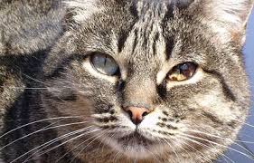 Dark Spots Iris Melanosis In Cats Eye Cat World Cats Cats And Kittens Pets