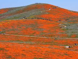 Image result for california flower bloom