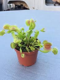 Venus fly traps are dwarf plants that remain small during their life, but their roots can grow very long. Venus Flytrap Fly Trap Carneverous Plant Venus Fly Trap Fly Traps Carnivorous Plants