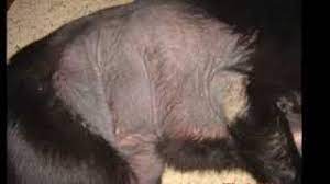 Easy Help For Black Skin Disease In Dogs Nzymes Youtube