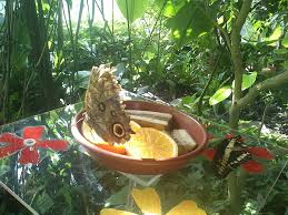 Botanischer Garten Der Universitat Leipzig Butterfly House Garten Leipzig