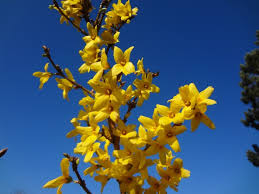 Forsythia Intermedia Goldrausch