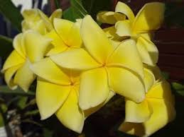 Just Frangipanis Blumen