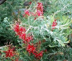 Check spelling or type a new query. San Marcos Growers Grevillea