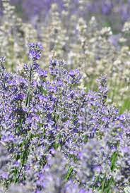 She grew up in northern california the land of hippies. Three Dogs In A Garden A Garden Filled With Lavender Heather