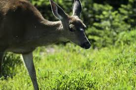 Maybe you would like to learn more about one of these? How To Deter Deer From Your Garden