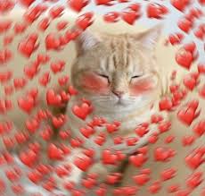 27 Ide Kucing Gemoy Di 2021 Kucing Kucing Cantik Kucing Bayi