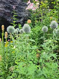 Image result for Echinops