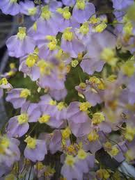Image result for Utricularia welwitschii