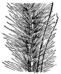 Image result for Cenchrus setaceus