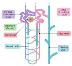 In the renal tubules, pct and dct of the nephron are situated in the cortical region of the kidney whereas the loop of henle is in the medullary region. Nephrons Bioninja