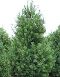 Eastern White Pine Trees For Sale Fastgrowingtrees Com