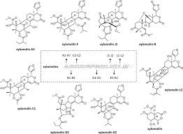 Image result for Teedia lucida