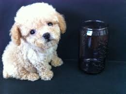 Dogs all motors for sale property jobs services community pets. Teacup Toy Poodles Dog Kennel