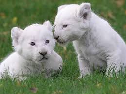 cheryl on twitter rare animals animals beautiful baby animals
