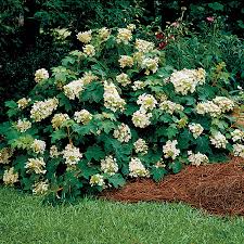 Image result for Hydrangea quercifolia