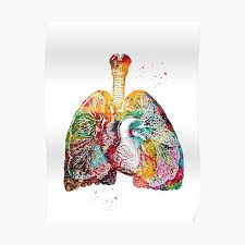 Posters Coraz C3 B3n Y Pulmones Redbubble Ask me anything hola , soy chilena y me entretengo haciendo algunos disenos para tauajes o. redbubble