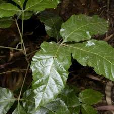 Image result for Allophylus congolanus