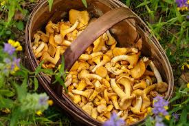 Mushroom observer is a forum where amateur and professional mycologists can come together and celebrate their common passion for mushrooms by discussing and sharing photos of mushroom sightings from around the world. Types Of Edible Wild Mushrooms Worldatlas