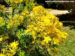 Image result for Hypericum revolutum