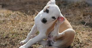 Image result for abscess dog's ear flap