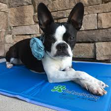 Don't buy a cooling pad for dogs before reading these reviews. Product Review The Green Pet Shop Cool Pet Pad Petguide