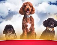 Puppy Pals Live