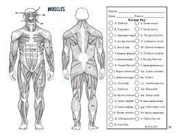 Good practice for young learners who know basic colours. Anatomy Coloring Pages Muscles Anatomy Drawing Diagram