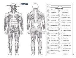 Anatomy and physiology coloring workbook chapter 6 the muscular system answer key apocrine answers to activity questions activity 3: Muscular System Coloring By The Science Connection Tpt